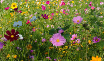 Field of Wild Flowers